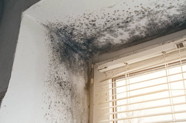 Affordable Mold Remediation solutions in North Carolina, NC